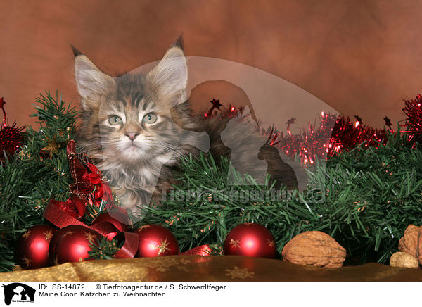 Maine Coon Ktzchen zu Weihnachten / Maine Coon kitten at christmas / SS-14872