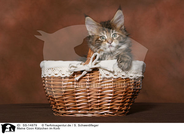 Maine Coon Ktzchen im Korb / Maine Coon kitten in basket / SS-14879