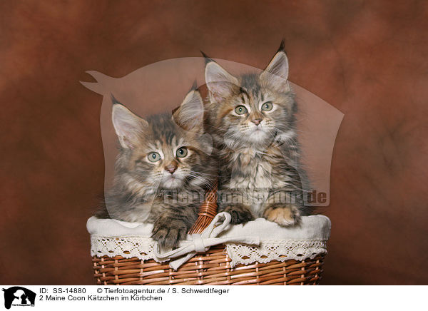2 Maine Coon Ktzchen im Krbchen / 2 Maine Coon kitten in basket / SS-14880