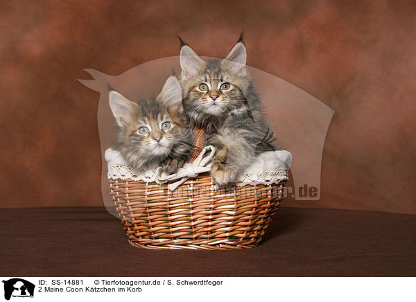 2 Maine Coon Ktzchen im Korb / 2 Maine Coon kitten in basket / SS-14881