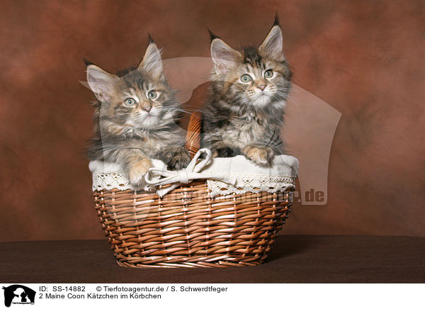 2 Maine Coon Ktzchen im Krbchen / 2 Maine Coon kitten in basket / SS-14882
