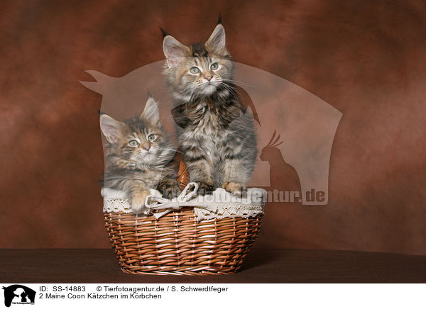 2 Maine Coon Ktzchen im Krbchen / 2 Maine Coon kitten in basket / SS-14883