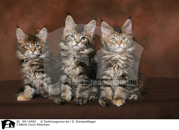 3 Maine Coon Ktzchen / Maine Coons / SS-14900