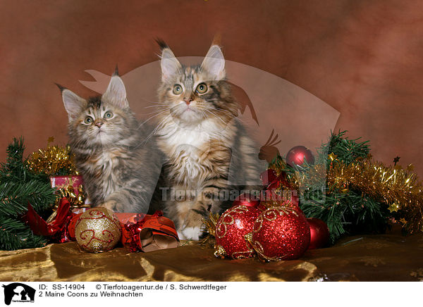 2 Maine Coons zu Weihnachten / 2 Maine Coons at christmas / SS-14904