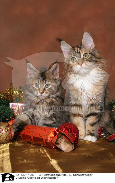 2 Maine Coons zu Weihnachten / 2 Maine Coons at christmas / SS-14907