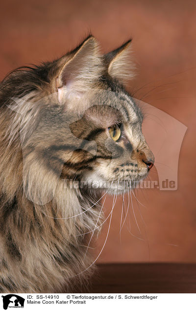 Maine Coon Kater Portrait / Maine Coon tomcat Portrait / SS-14910