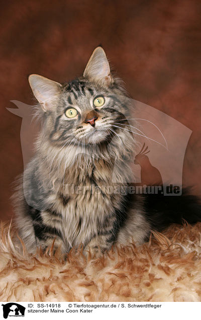 sitzender Maine Coon Kater / sitting Maine Coon tomcat / SS-14918