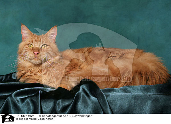 liegender Maine Coon Kater / lying Maine Coon tomcat / SS-14924