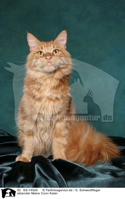 sitzender Maine Coon Kater / sitting Maine Coon tomcat / SS-14926