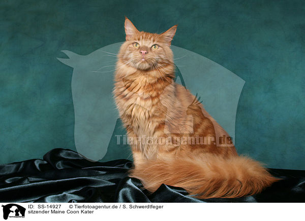 sitzender Maine Coon Kater / sitting Maine Coon tomcat / SS-14927