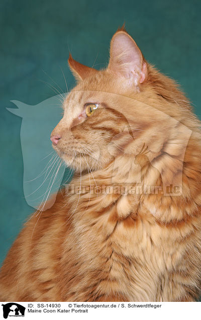 Maine Coon Kater Portrait / Maine Coon tomcat Portrait / SS-14930