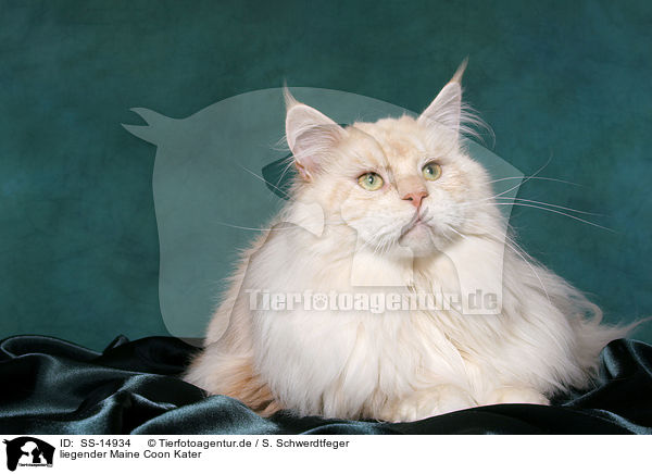 liegender Maine Coon Kater / lying Maine Coon tomcat / SS-14934