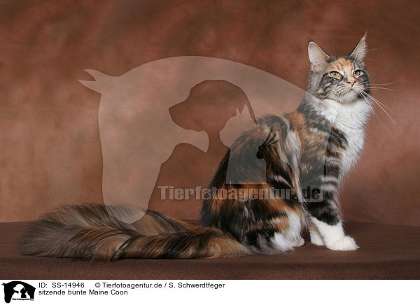 sitzende bunte Maine Coon / sitting colorful Maine Coon / SS-14946