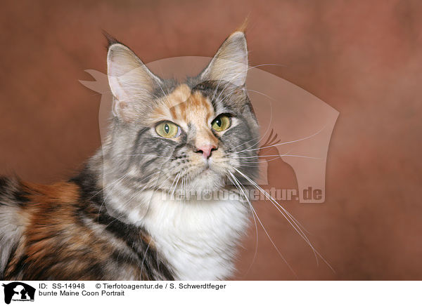 bunte Maine Coon Portrait / colorful Maine Coon Portrait / SS-14948