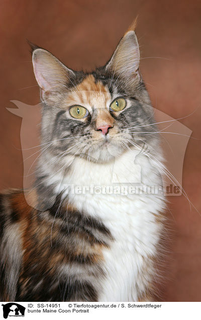 bunte Maine Coon Portrait / colorful Maine Coon Portrait / SS-14951