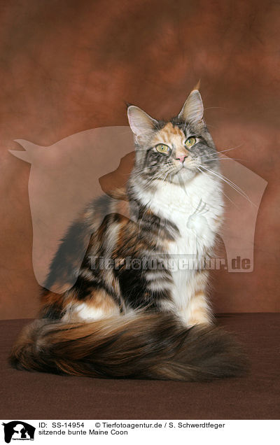 sitzende bunte Maine Coon / sitting colorful Maine Coon / SS-14954