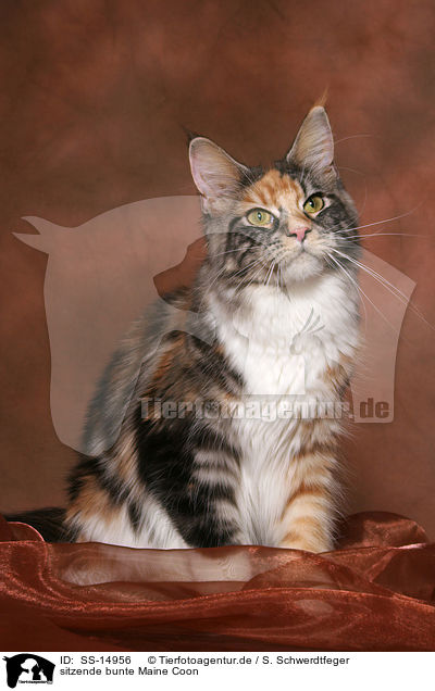 sitzende bunte Maine Coon / sitting colorful Maine Coon / SS-14956