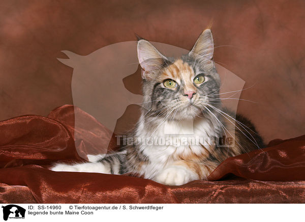 liegende bunte Maine Coon / lying colorful Maine Coon / SS-14960