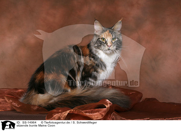 sitzende bunte Maine Coon / sitting colorful Maine Coon / SS-14964