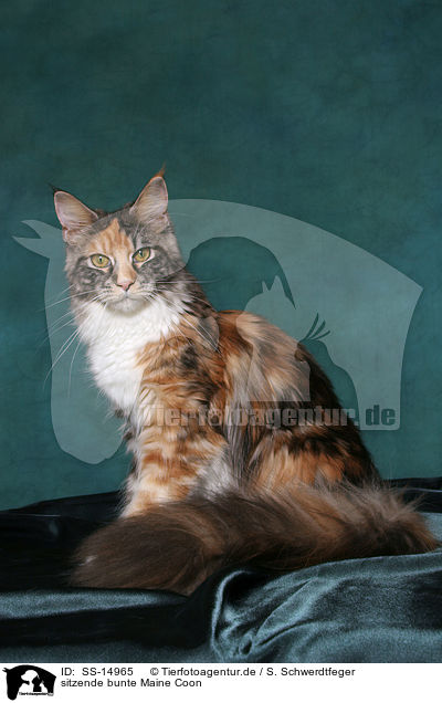 sitzende bunte Maine Coon / sitting colorful Maine Coon / SS-14965