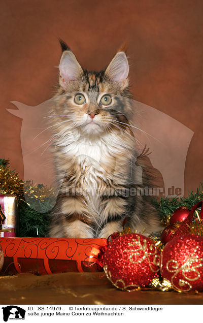 se junge Maine Coon zu Weihnachten / cute young Maine Coon at christmas / SS-14979