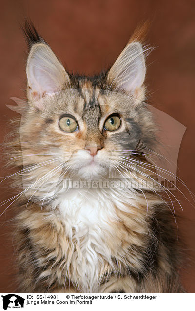 junge Maine Coon im Portrait / young Maine Coon Portrait / SS-14981