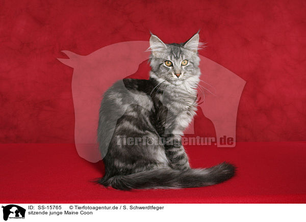 sitzende junge Maine Coon / sitting young maine coon / SS-15765