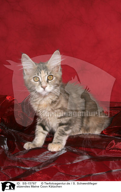 sitzendes Maine Coon Ktzchen / sitting Maine Coon kitten / SS-15787