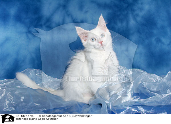 sitzendes Maine Coon Ktzchen / sitting Maine Coon kitten / SS-15798