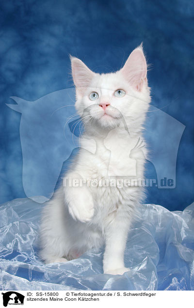 sitzendes Maine Coon Ktzchen / sitting Maine Coon kitten / SS-15800