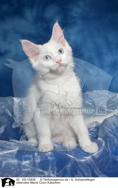 sitzendes Maine Coon Ktzchen / sitting Maine Coon kitten / SS-15806