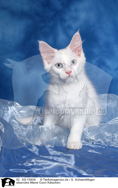 sitzendes Maine Coon Ktzchen / sitting Maine Coon kitten / SS-15809