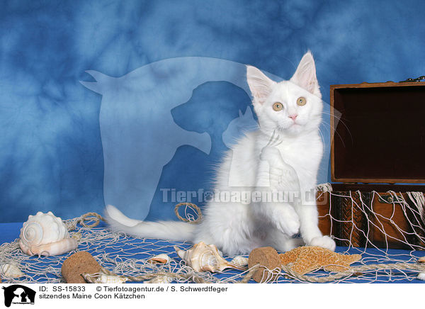 sitzendes Maine Coon Ktzchen / sitting maine coon kitten / SS-15833