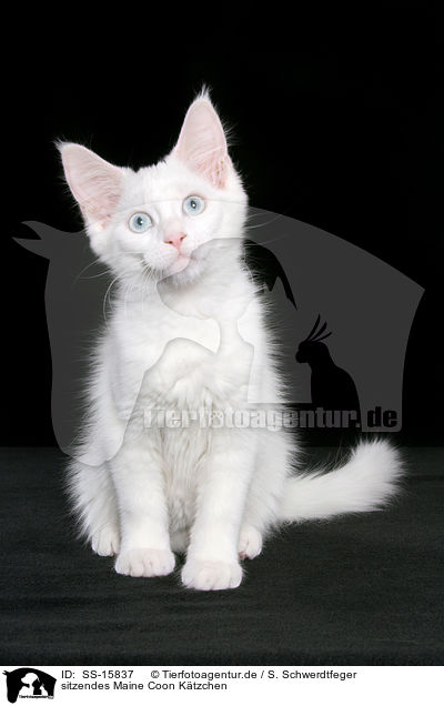 sitzendes Maine Coon Ktzchen / sitting maine coon kitten / SS-15837