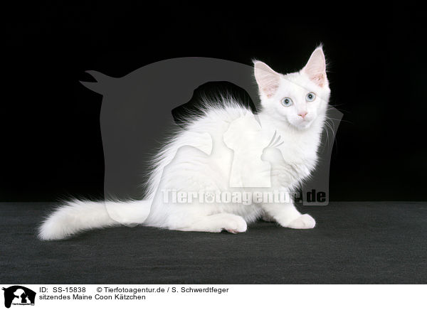 sitzendes Maine Coon Ktzchen / sitting maine coon kitten / SS-15838