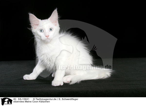 sitzendes Maine Coon Ktzchen / sitting maine coon kitten / SS-15841