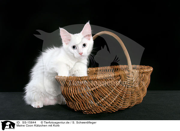 Maine Coon Ktzchen mit Korb / Maine Coon kitten with basket / SS-15844