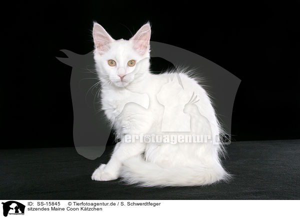 sitzendes Maine Coon Ktzchen / sitting maine coon kitten / SS-15845