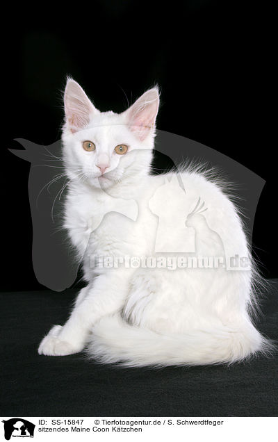 sitzendes Maine Coon Ktzchen / sitting maine coon kitten / SS-15847