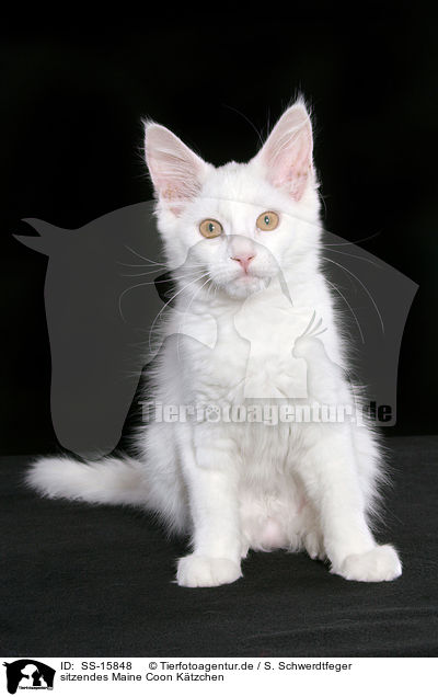 sitzendes Maine Coon Ktzchen / sitting maine coon kitten / SS-15848