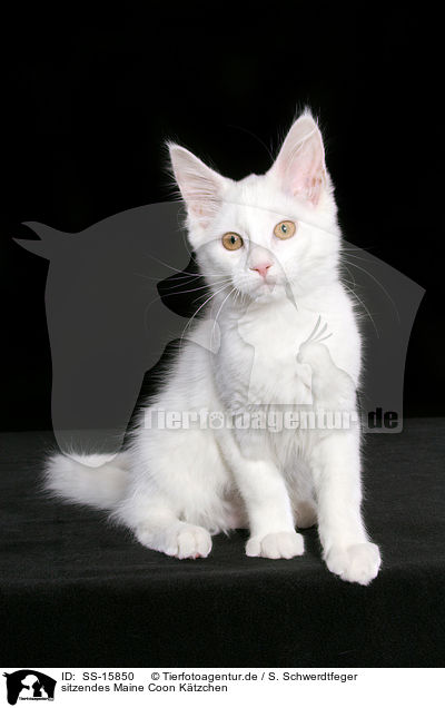 sitzendes Maine Coon Ktzchen / sitting maine coon kitten / SS-15850