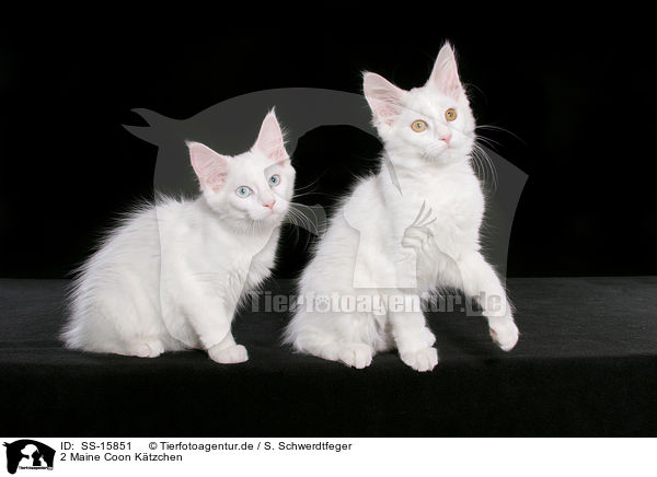 2 Maine Coon Ktzchen / 2 Maine Coon kitten / SS-15851