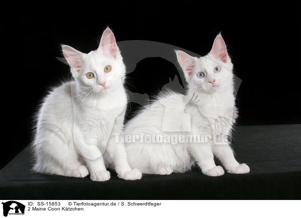 2 Maine Coon Ktzchen / 2 Maine Coon kitten / SS-15853