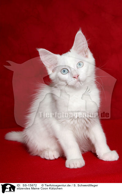 sitzendes Maine Coon Ktzchen / sitting maine coon kitten / SS-15872