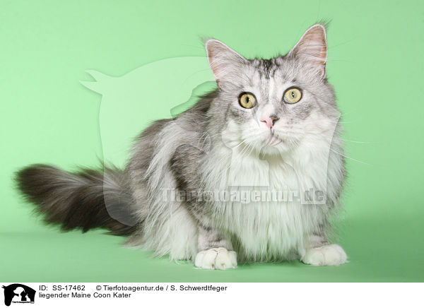liegender Maine Coon Kater / lying Maine Coon tomcat / SS-17462