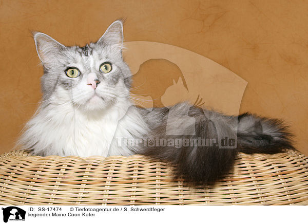 liegender Maine Coon Kater / lying Maine Coon tomcat / SS-17474