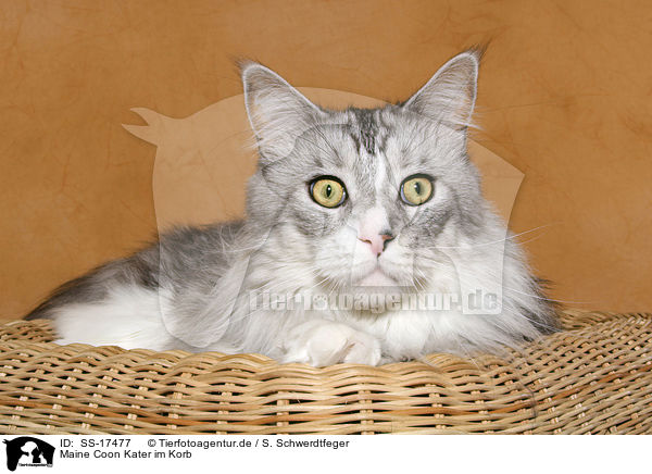 Maine Coon Kater im Korb / Maine Coon tomcat in basket / SS-17477