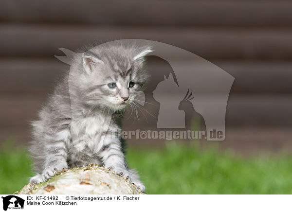 Maine Coon Ktzchen / Maine Coon kitten / KF-01492