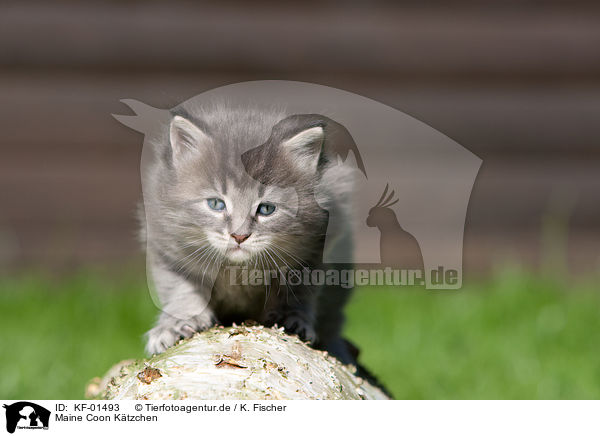 Maine Coon Ktzchen / Maine Coon kitten / KF-01493