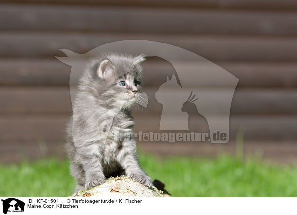 Maine Coon Ktzchen / Maine Coon kitten / KF-01501